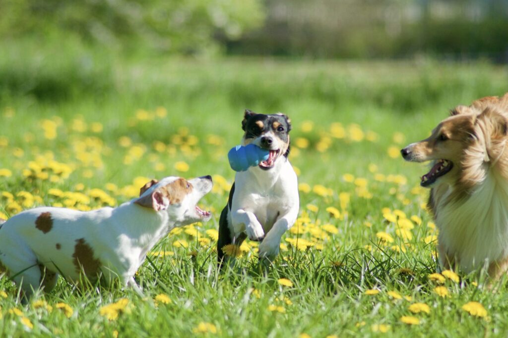 Hunden Nova har höftledsdysplasi