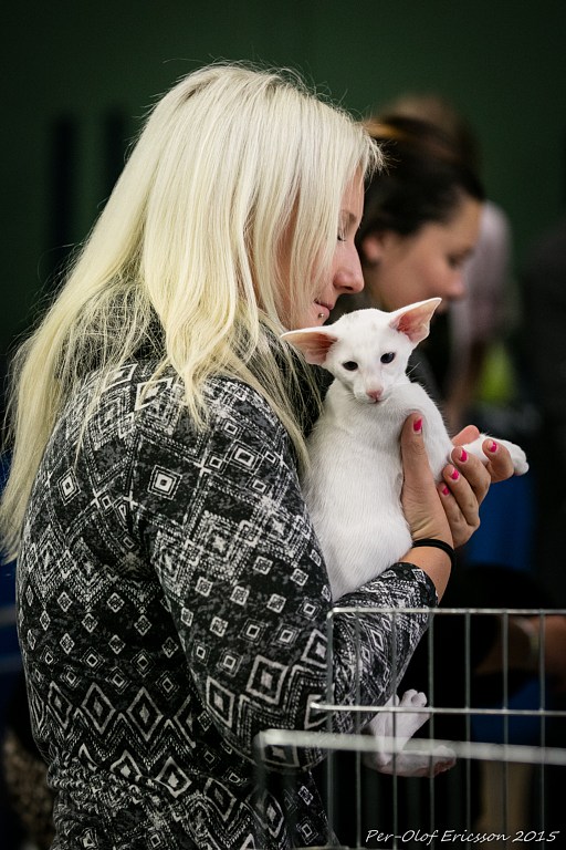 Jessica Eklund: Livet med tre katter och kattutställningar, och två hundar
