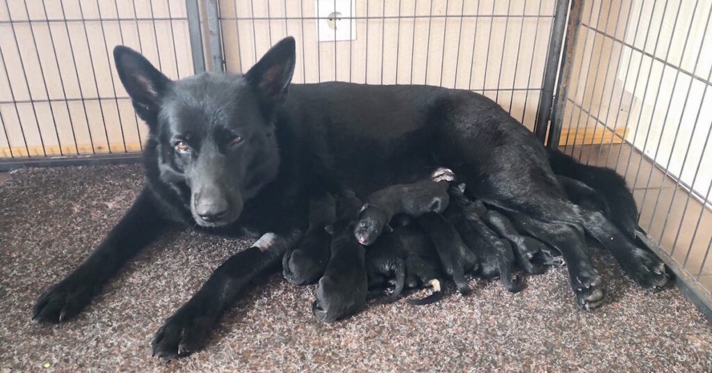 Då valpfebern slår till – brukshund, aktiv hemmahund eller sällskapshund?