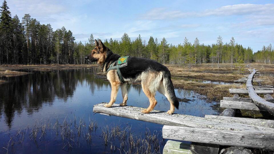 Då valpfebern slår till – brukshund, aktiv hemmahund eller sällskapshund?