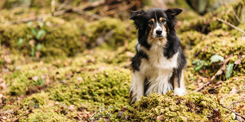 Bordercollie