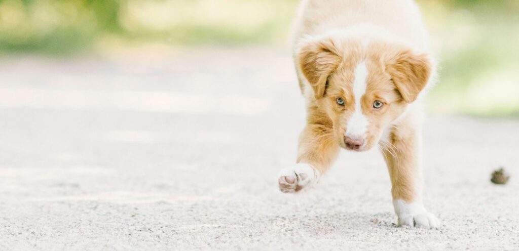 Nutrolin® Puppy & Mom – kosttillskott för valpens utveckling