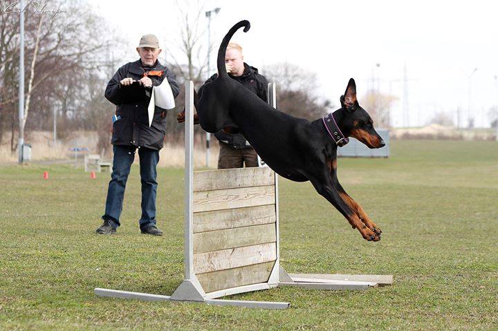 Dobermannen Cajsa Nutrolin® Skin & Coat