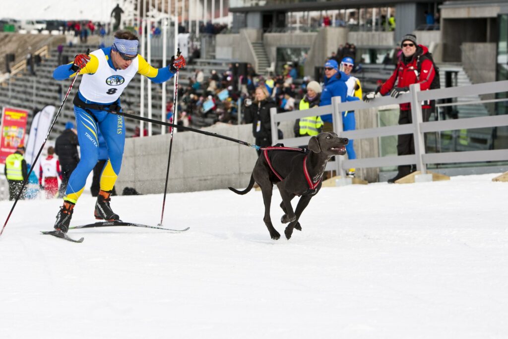 Hurdant kosttillskott ska jag välja till min aktiva hund?