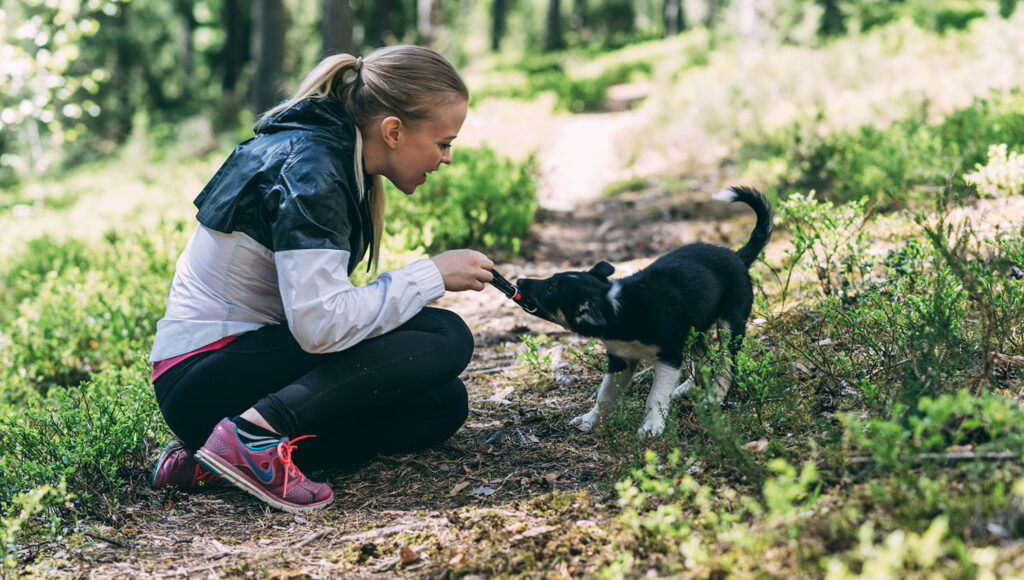 Bordercollie valp