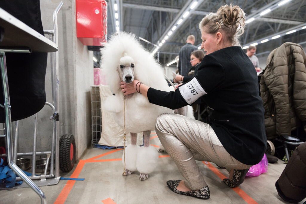 Pudeln är en mångsidig hundkompis