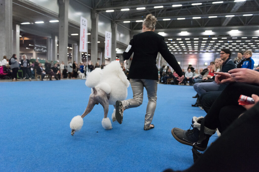 Pudeln är en mångsidig hundkompis