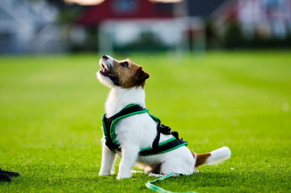 Hunden Yax lider av atopisk dermatit som orsakar klåda speciellt under pollensäsongen