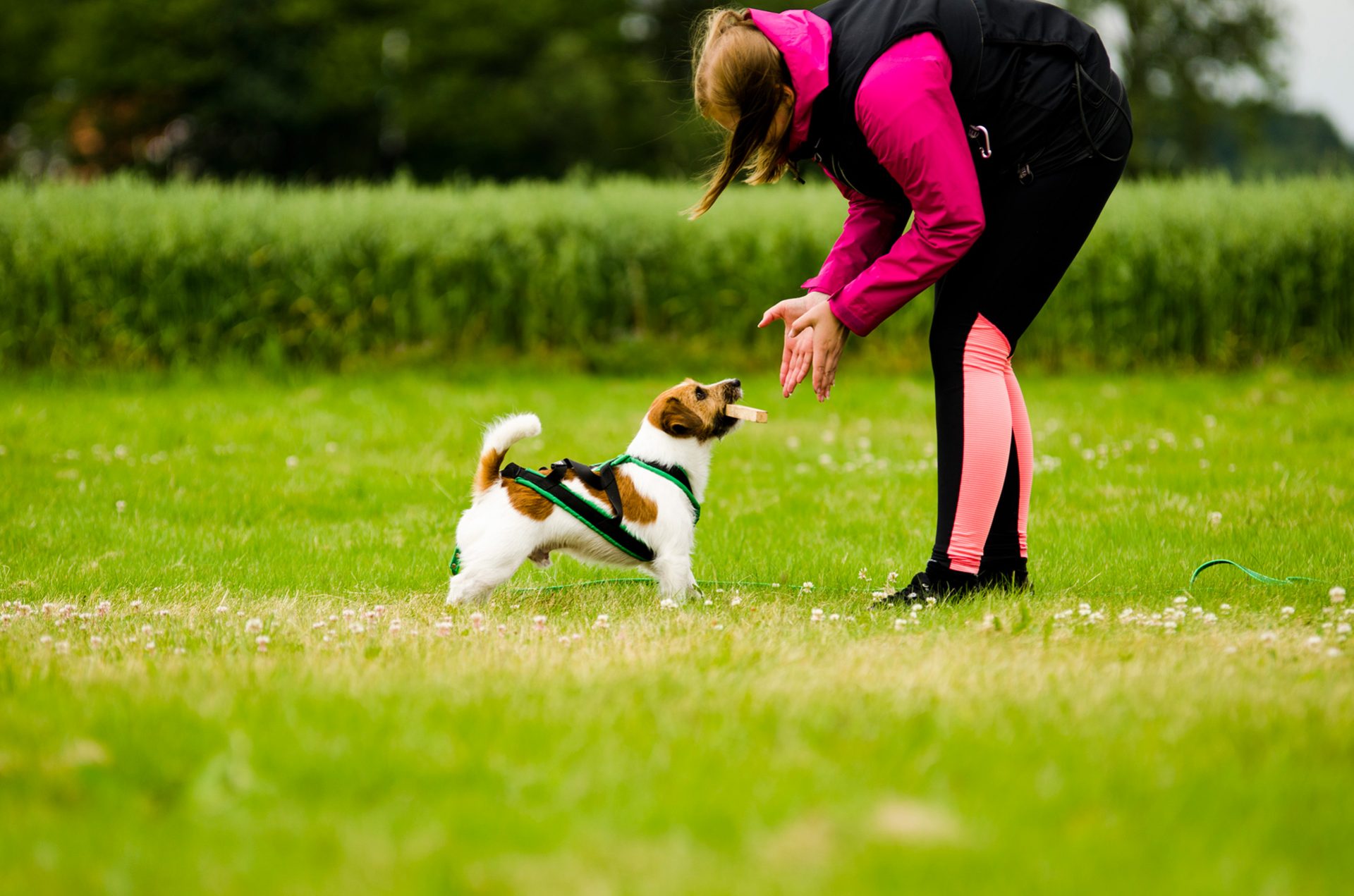 Hunden lider av atopisk dermatit som orsakar