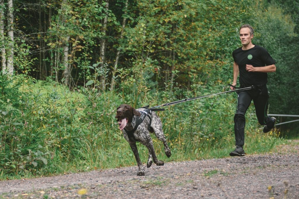 Skydda sport- och arbetshundens kropp med ett effektivt kosttillskott