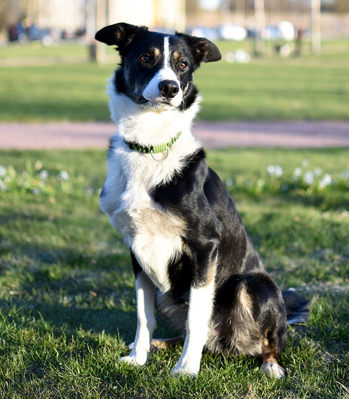 Hunden Ciao fick en ovanlig skada i armbågen som valp