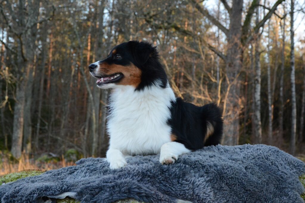 Hunden Tindra fick tät och glansig päls samt fina trampdynor