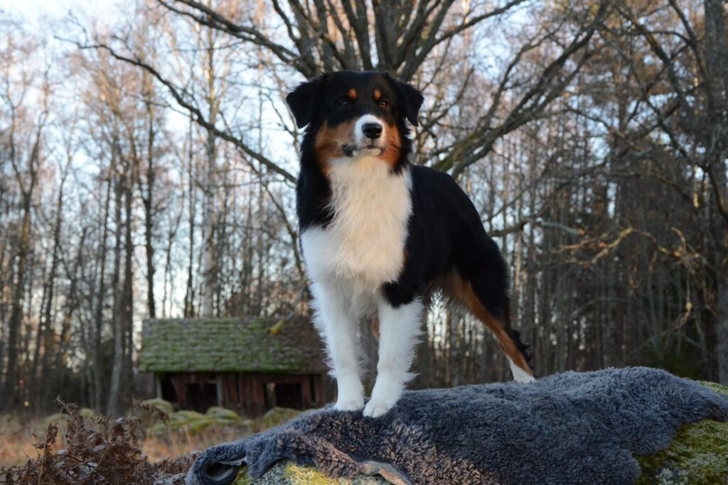 Hunden Tindra fick tät och glansig päls samt fina trampdynor