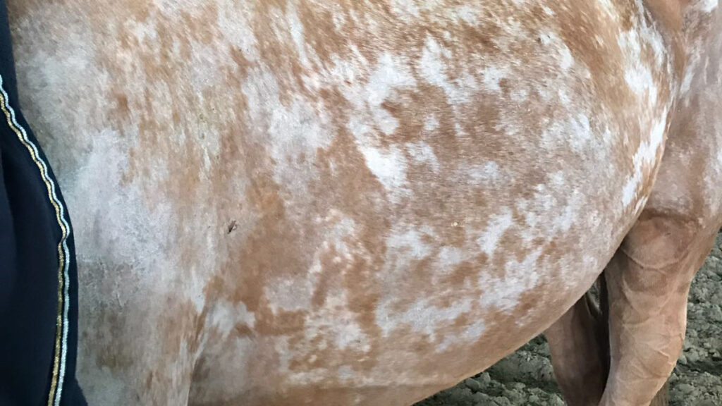 Hästen Gunvalds utslag i huden