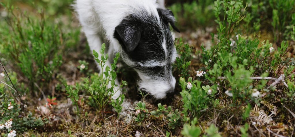 Ge din seniorhund fler aktiva år