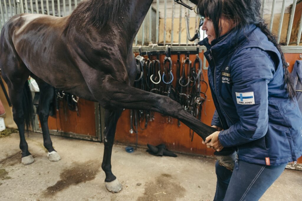 Topptravaren Seabiscuit är en mångsidig häst