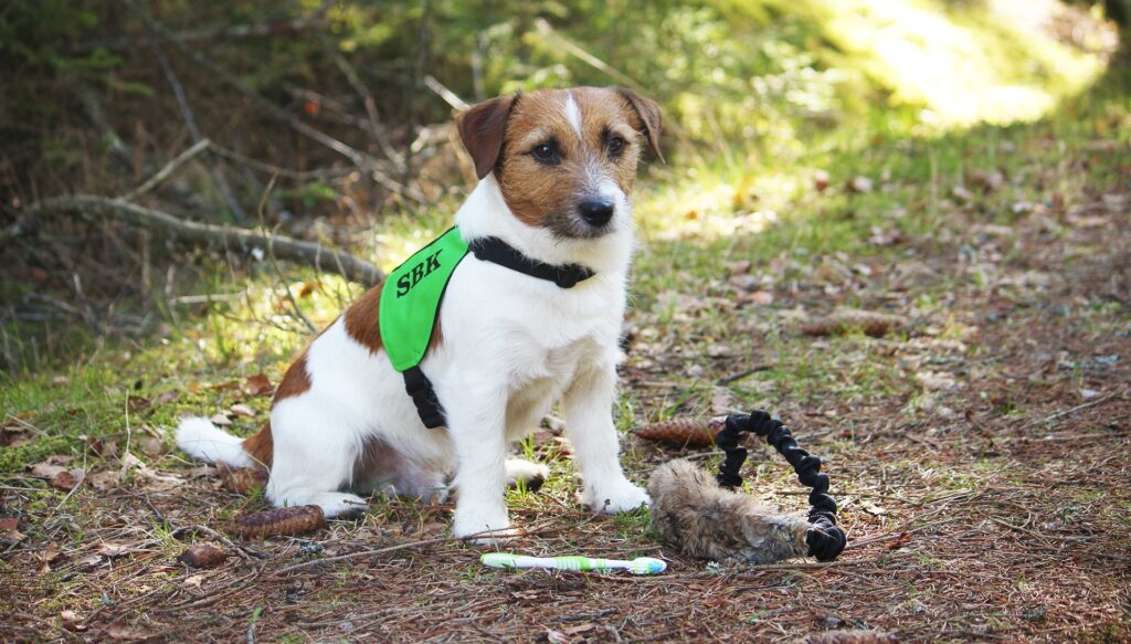 Kan man tävla med en allergihund?