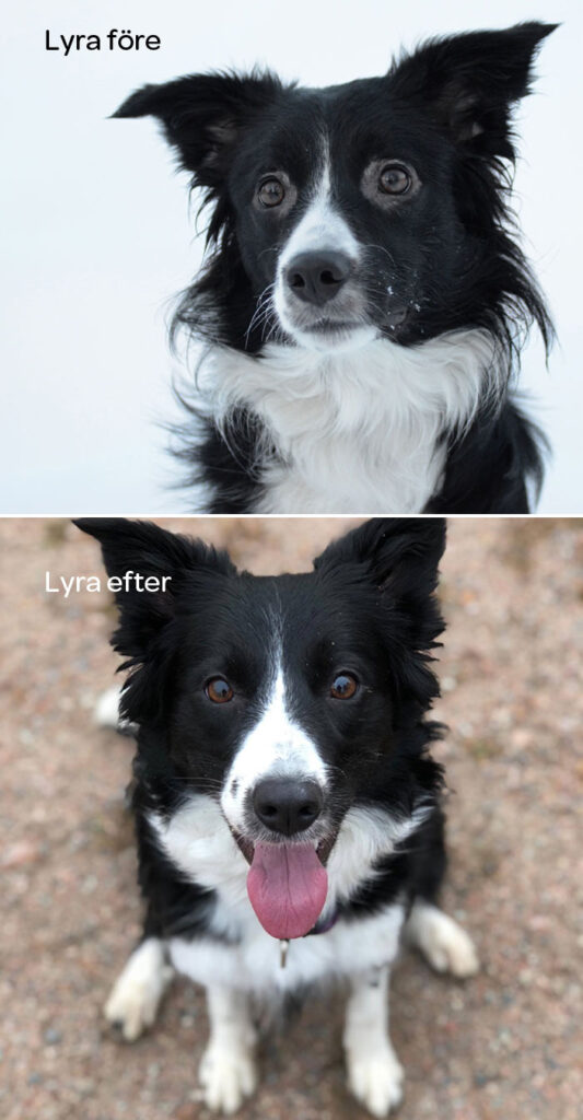 Hunden Lyra fick hjälp av Nutrolin® SKIN & COAT