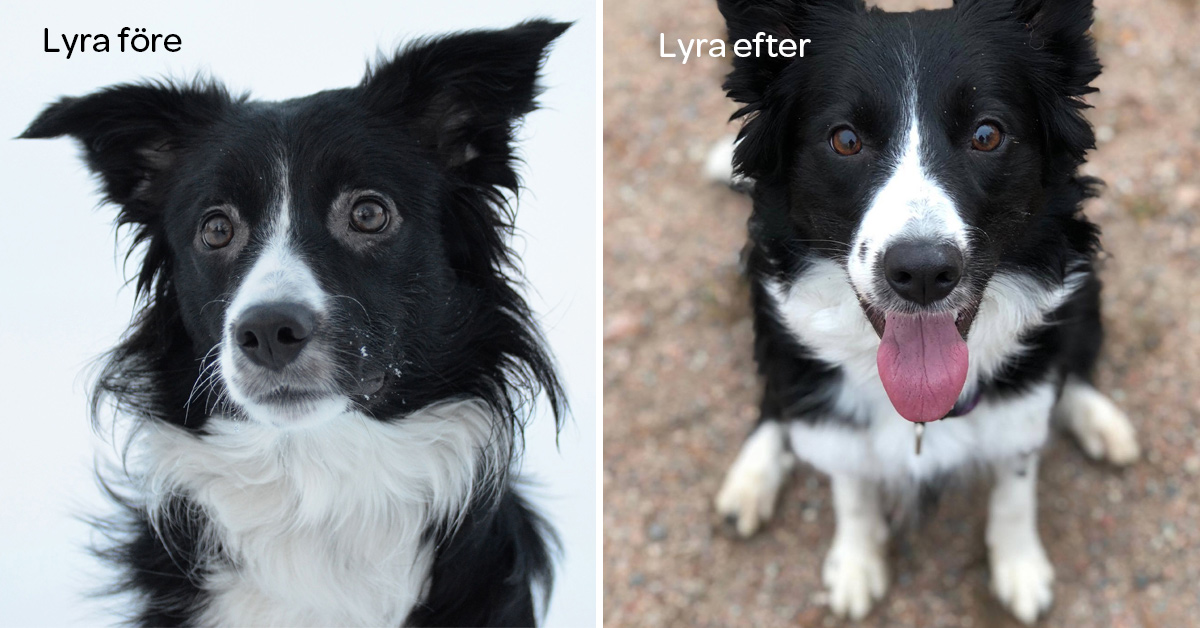 Hunden Lyra fick hjälp mot hudproblemen, medicineringen kunde minskas