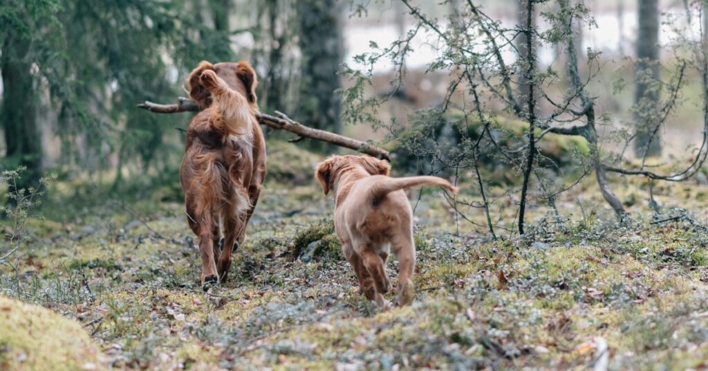 Min hund är dräktig – behöver en dräktig tik kosttillskott?