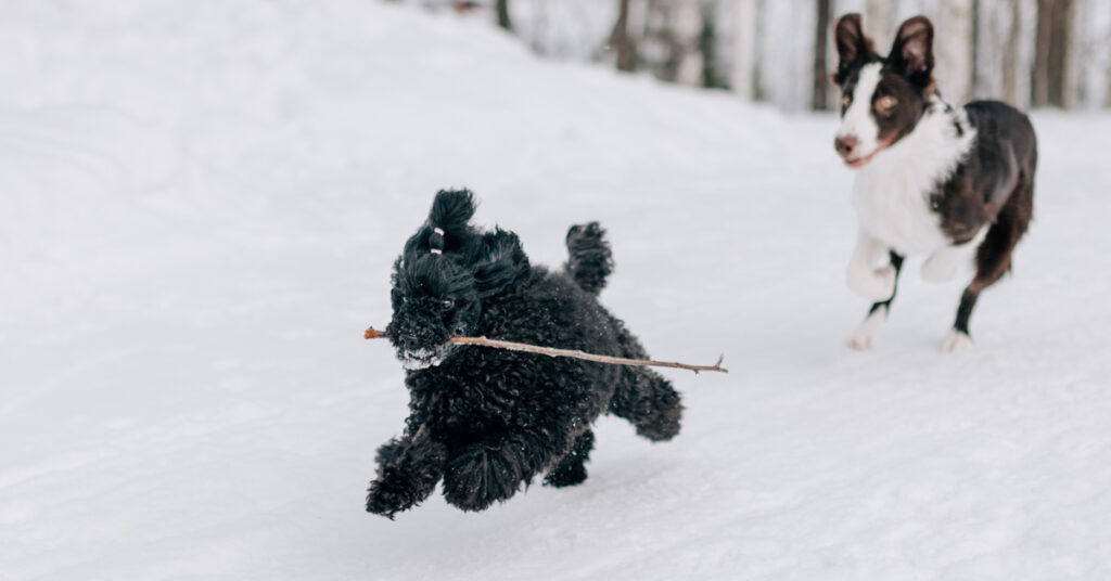 Lider din hund av hud- och pälsproblem under vintern?