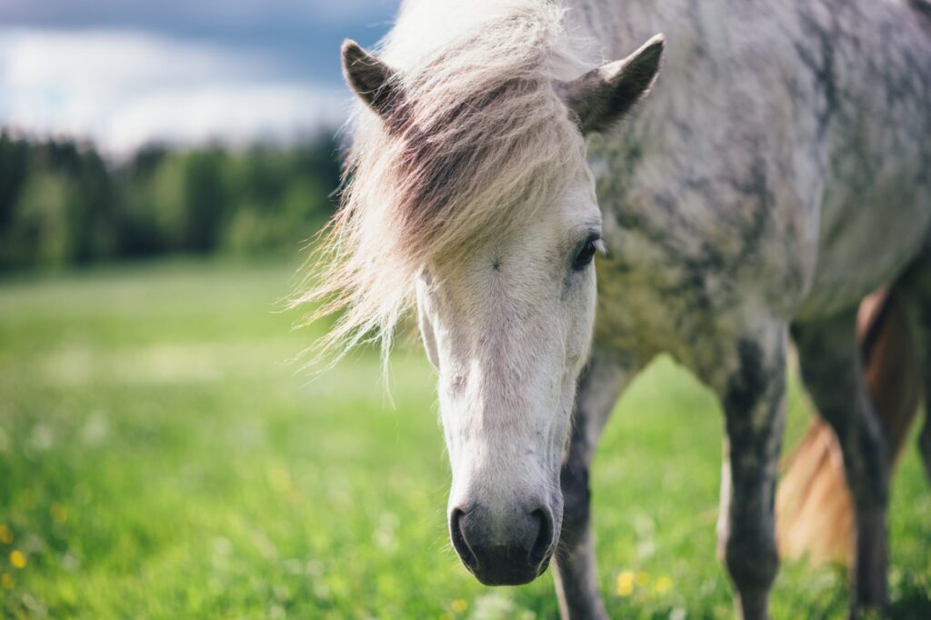 Nutrolin HORSE Skin & Coat ger hjälp mot sommareksem