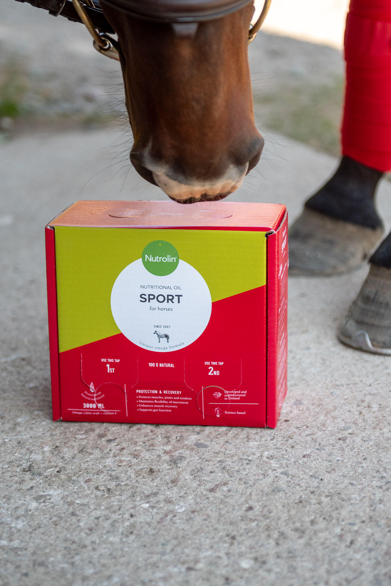 Häst som snusar på ett paket Nutrolin® HORSE Sport