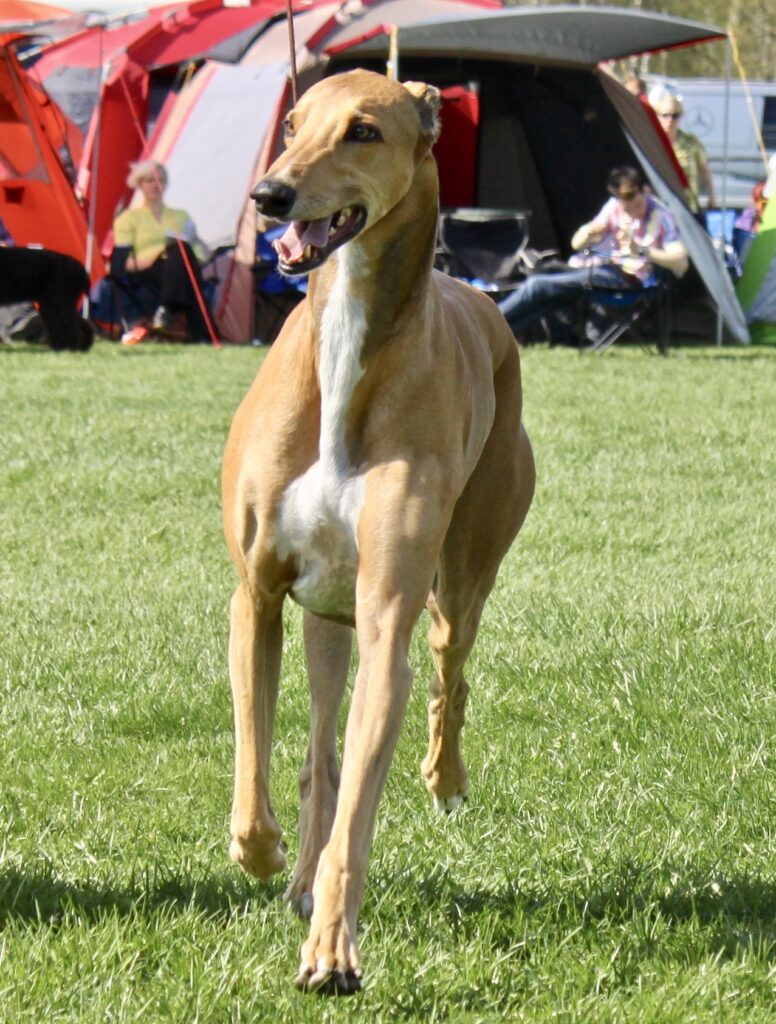 Hunden Renzo