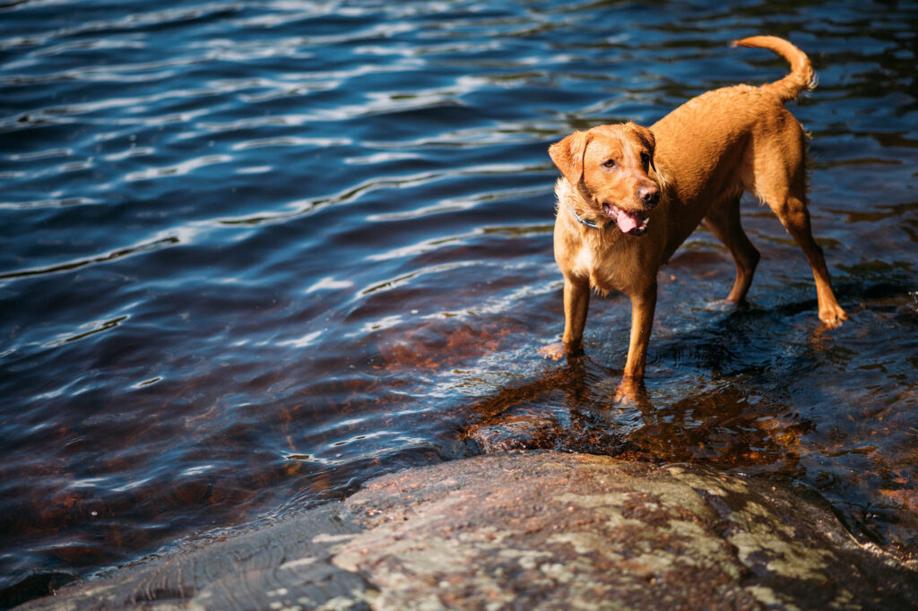 Hundens fiender under sommaren: våt päls, hotspots och insekter