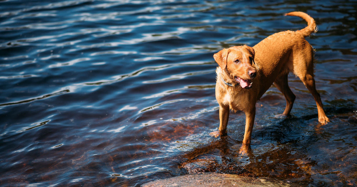 Hundens fiender under sommaren: våt päls, hotspots och insekter