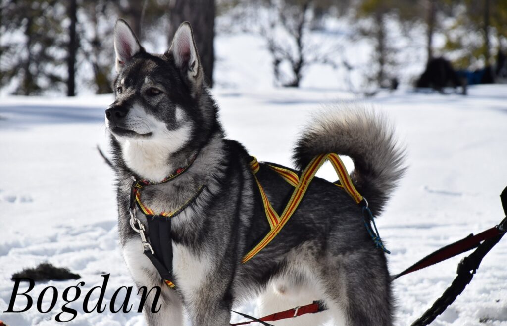 Hunden Bogdan har grav artros i båda armbågarna