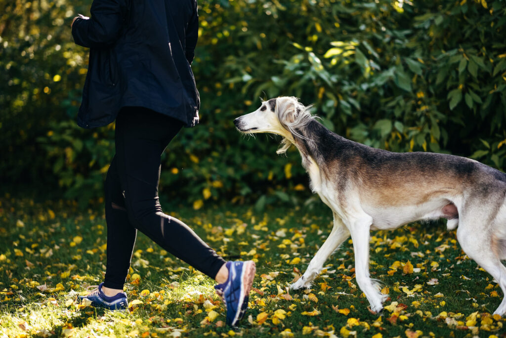 Hälsotips: har din hund redan fyllt 8 år?