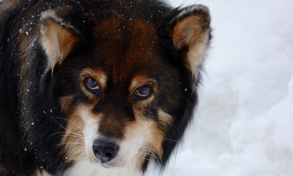 Hälsotips: har din hund redan fyllt 8 år?