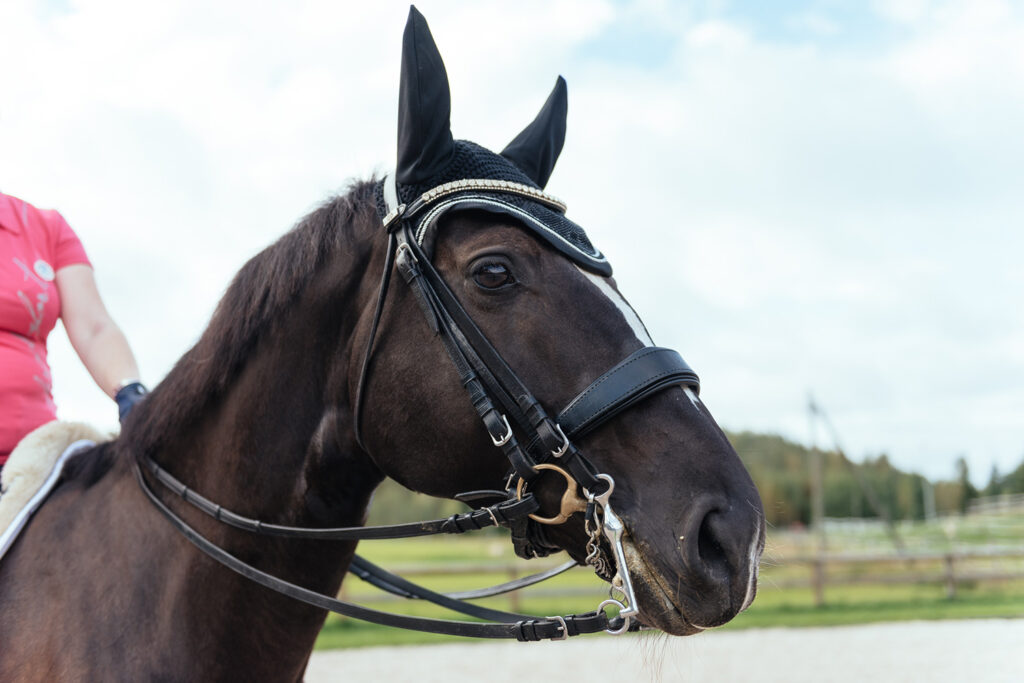 Nutrolin® HORSE Sport ger Hertta bättre återhämtning efter prestation