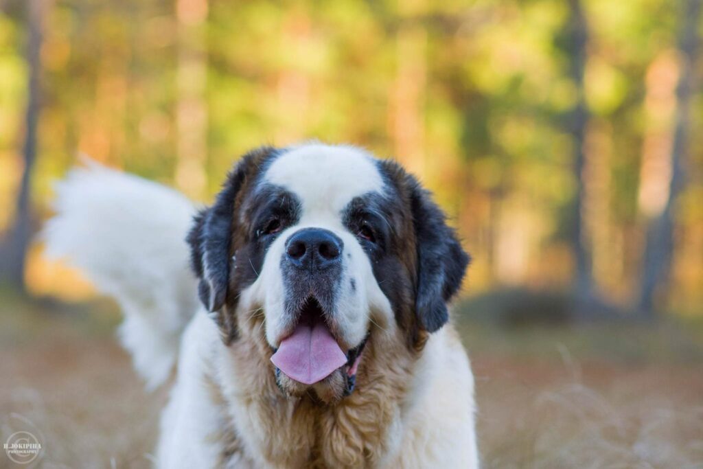 Jättehunden Maisa fick hjälp mot ständig pälsfällning, torr nos och spruckna trampdynor