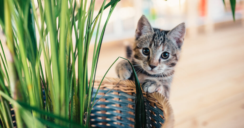 Tovor i kattens päls? Katt med stela leder?