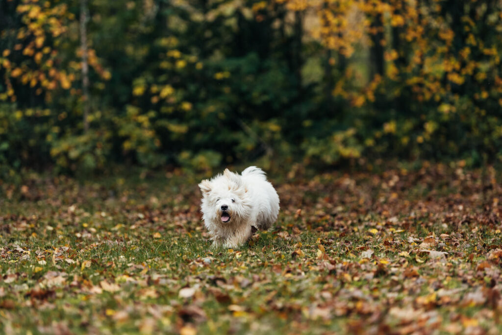 Förbered hunden inför hösten: huden, pälsen, klorna och trampdynorna