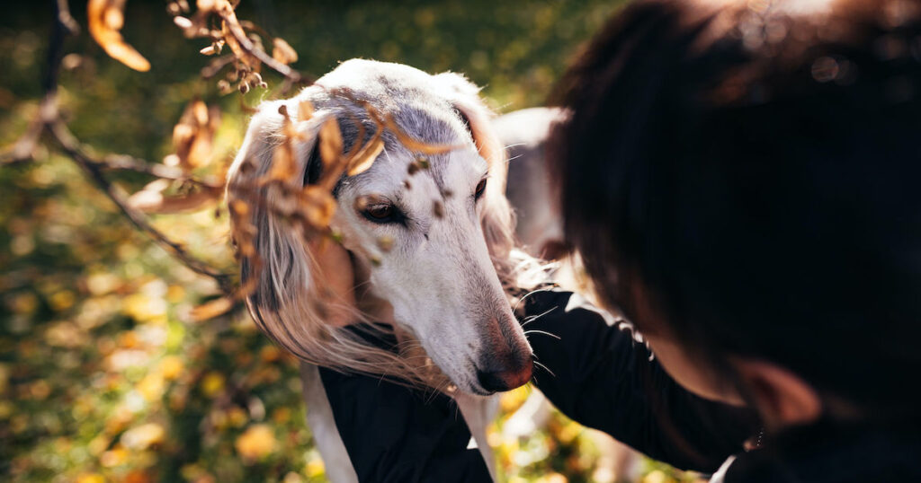 Allergisk hund med hudsymtom? Hjälp via fettsyror