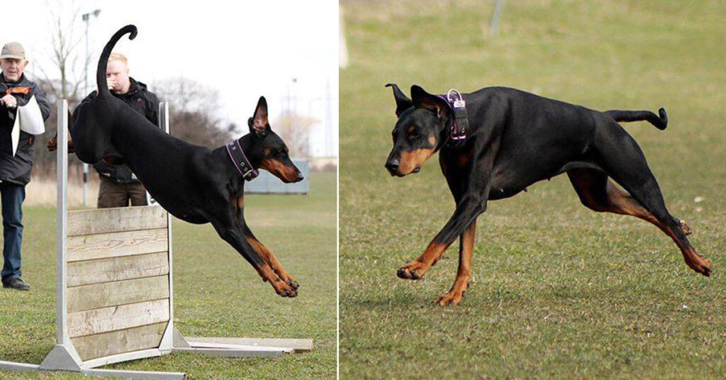 Dobermannen Cajsa Nutrolin® Skin & Coat