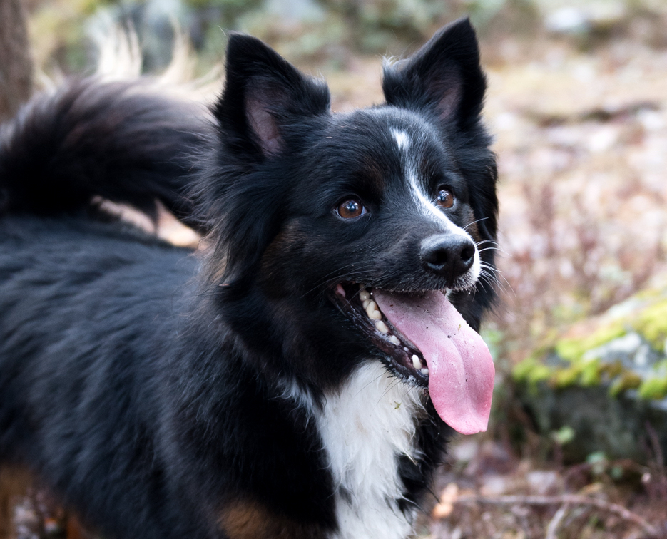 Hunden Hugo har artros i höftlederna