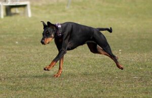 Dobermannen Cajsa Nutrolin® Skin & Coat