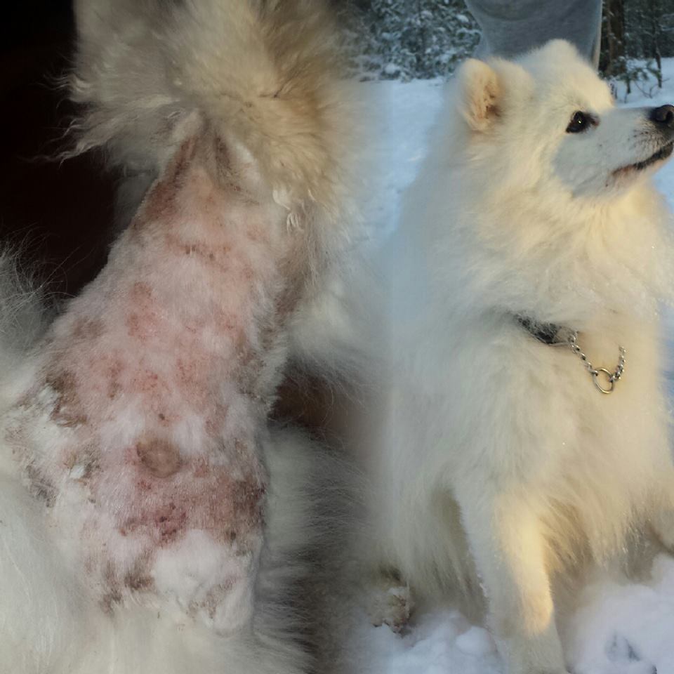 Hunden Mosku led tidigare av hot spots och hade därför stora problem med huden.