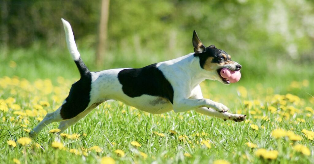 Hunden Nova lider av höfledsdysplasi vilket tidigare försämrade hennes livskvalitet