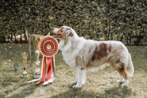 Hunden Kailos päls fick det "lilla extra"