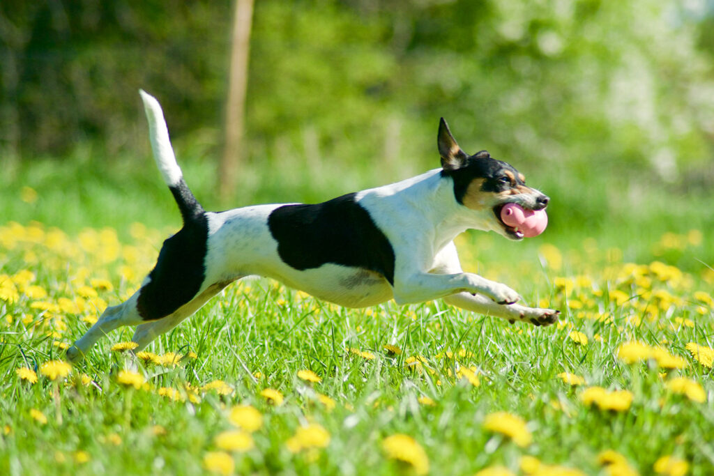 Hunden Nova har höftledsdysplasi