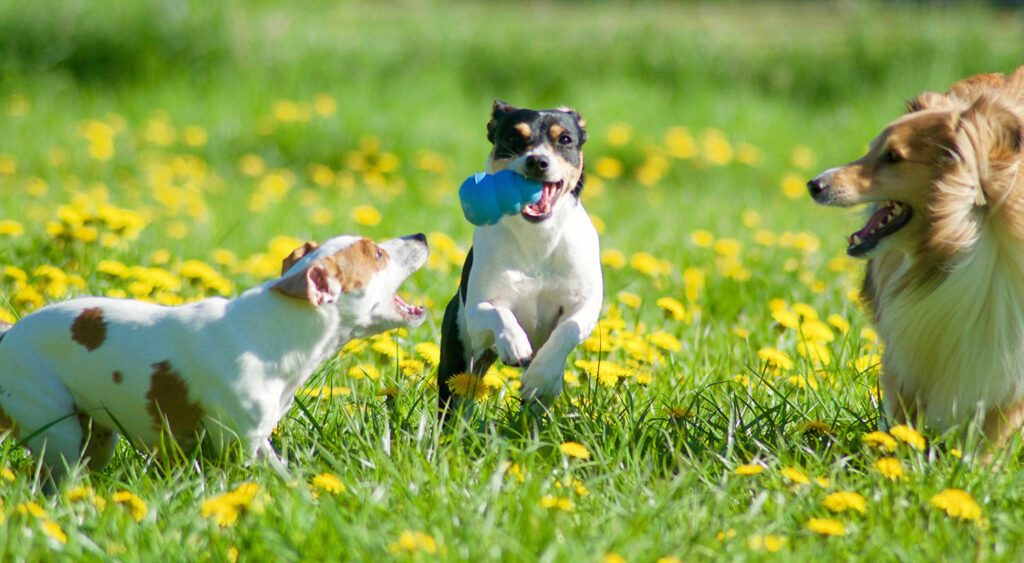 Hunden Nova har höftledsdysplasi