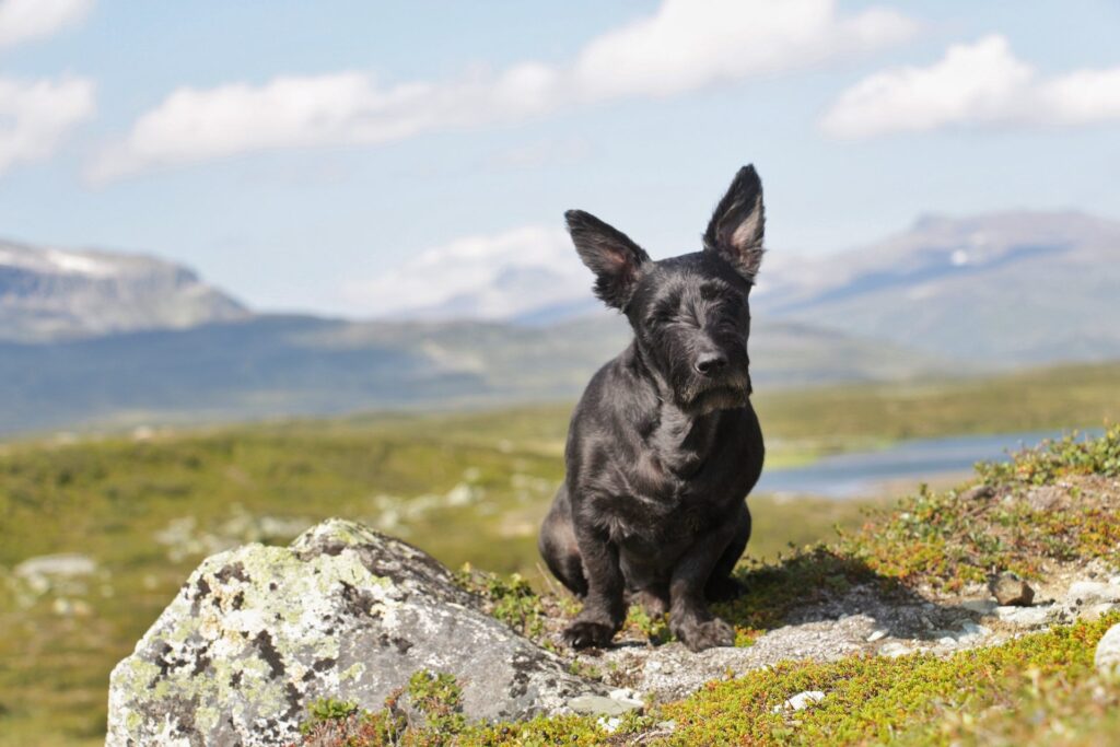 Hunden Kiba har levt med klosjukdomen SLO i två år