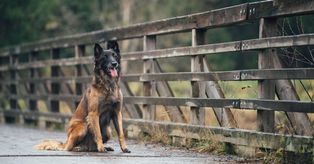 Den aktiva hunden Timi diagnostiserades med artros