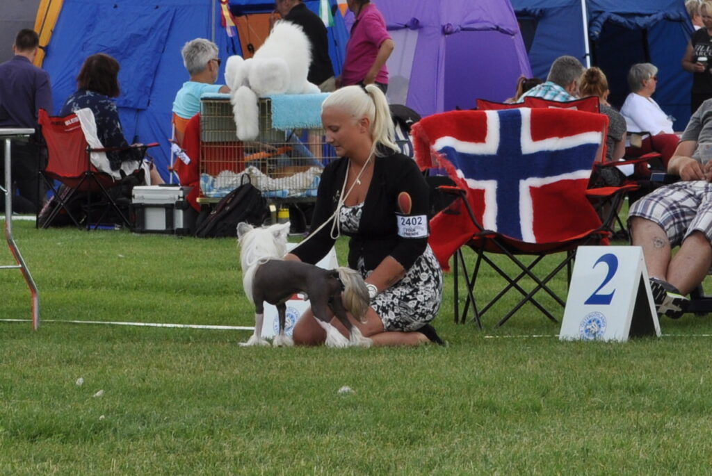Hund på utställning