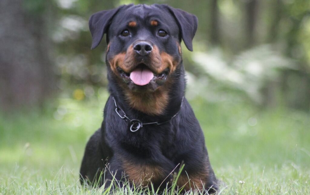 Hunden Dixie hade återkommande problem med öronen